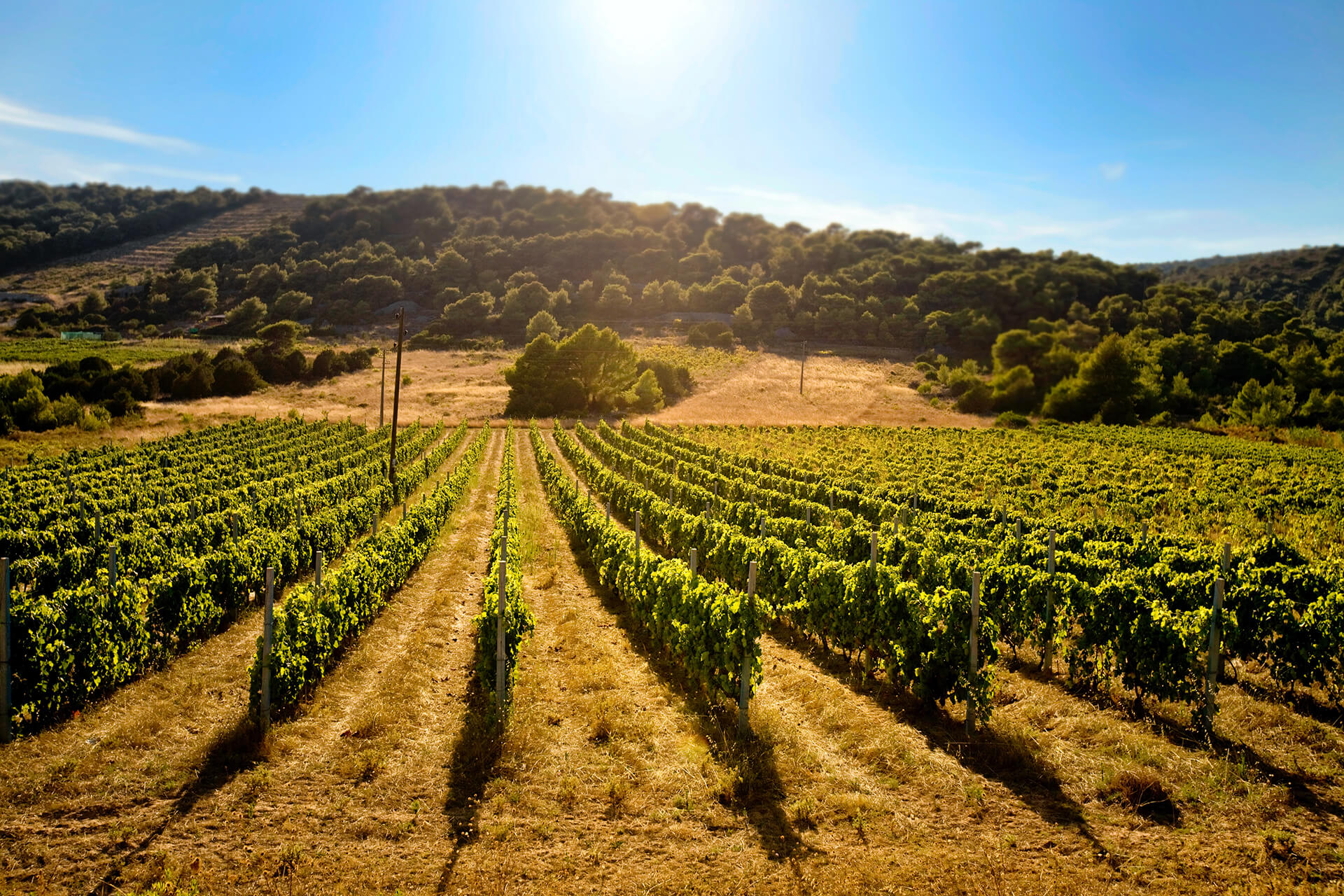 Greco di Tufo DOCG