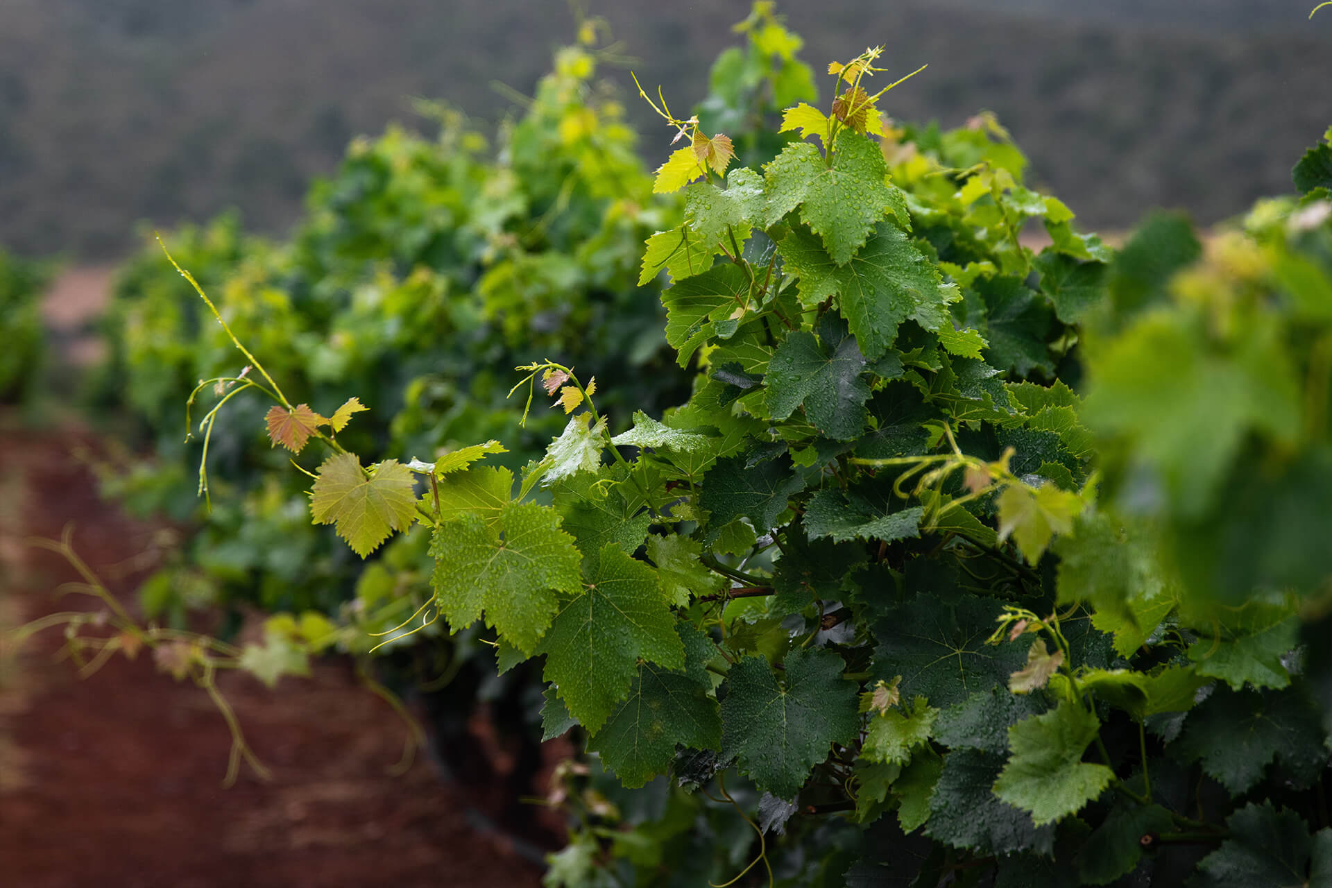 Fiano di Avellino DOCG